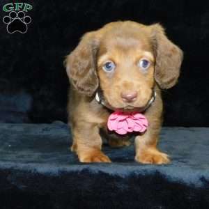 Alice- mini, Dachshund Puppy